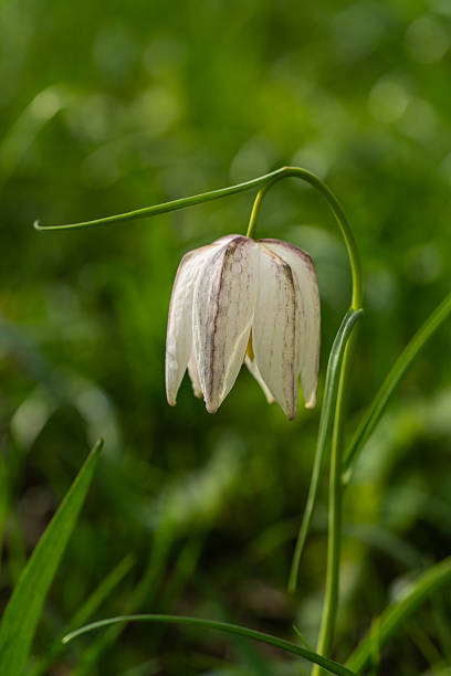 Close up Snake Head Fritillary (Fritillaria meleagris) flower, showcasing its unique checkered pattern. Delicate wildflower often associated with spring gardens, natural landscapes.
