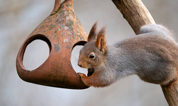istock Squirrel on a bird feeder, Oslo Norway 2207068719
