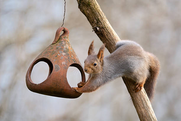 istock Squirrel on a bird feeder, Oslo Norway 2207070314