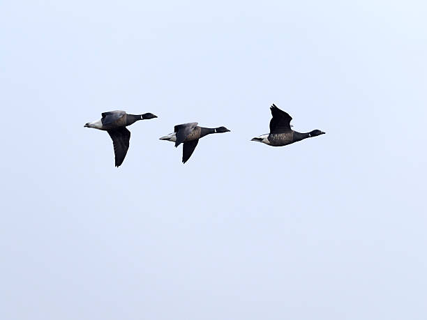 istock Brent goose, Branta bernicla 2207070716