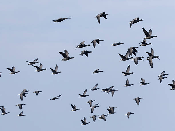 istock Brent goose, Branta bernicla 2207070721