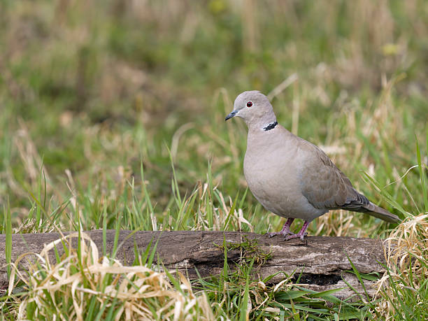 istock Collared dove, Streptopelia decaocto 2207070728