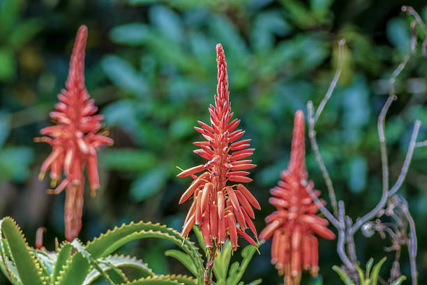 istock Three candelabra aloe flowers illuminated by the morning sun 2207070780