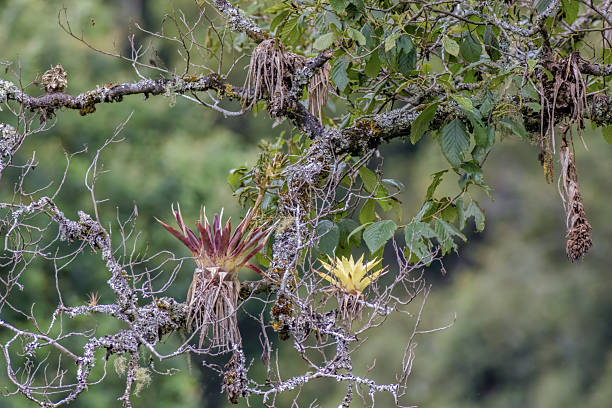 Some  live and dead tillandsia plants hanging from an old alder tree, in a forest in the eastern Andean mountains of central Colombia.