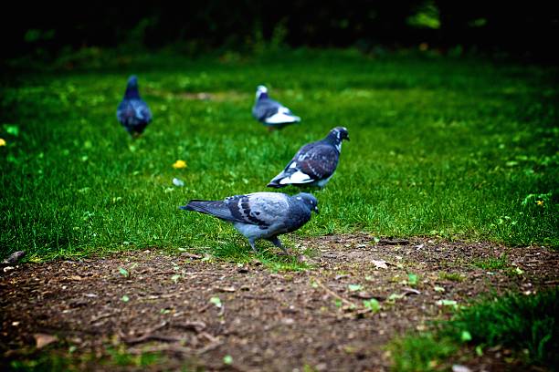 A group of pigeons foraging on the ground in a green park setting. The birds are scattered across the grass, with some pecking at the ground.