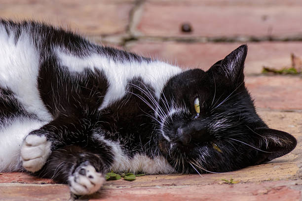A black and white cat resting on the rustic clay tile floor of a farm house, near the colonial town of Villa de Leyva in central Colombia.