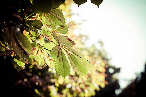 Close-up of green leaves with sunlight filtering through, creating a soft, warm glow. The background is blurred, emphasizing the leaves in the foreground.