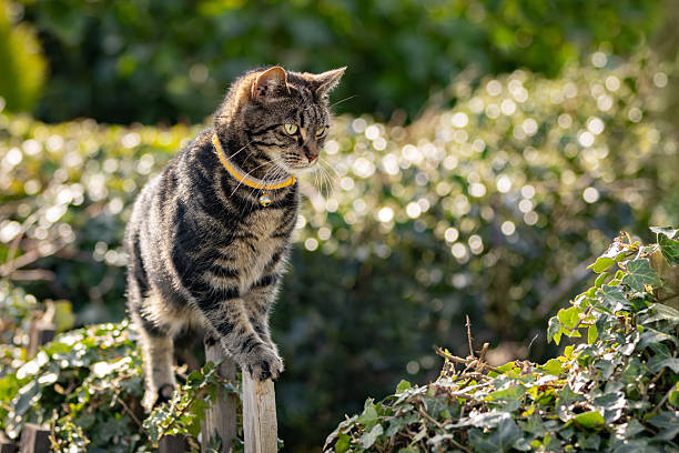 Beautiful yellow and white feline pet photo