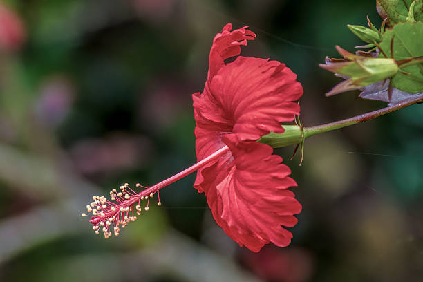 istock A fully developed red hibiscus flower, illuminated by the morning sun 2207071995