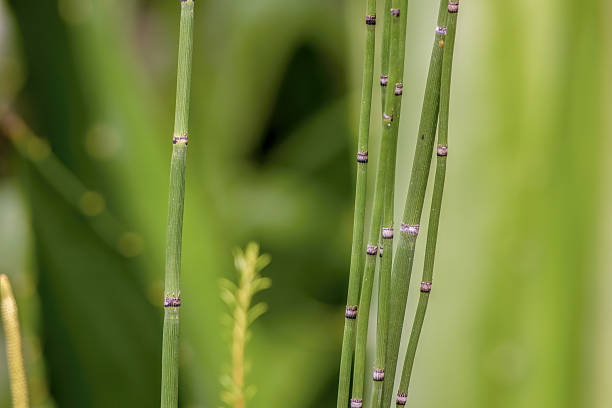 Some exotic horsetail stems growing in the garden Some exotic horsetail stems growing in the garden of a farm house, near the colonial town of Villa de Leyva in central Colombia. horsetail bamboo stock pictures, royalty-free photos & images