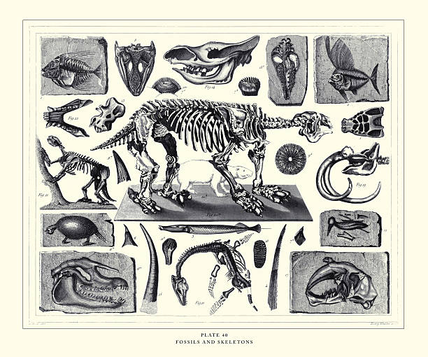 istock Fossils and Skeletons Engraving Antique Illustration, Published 1851 2207073447