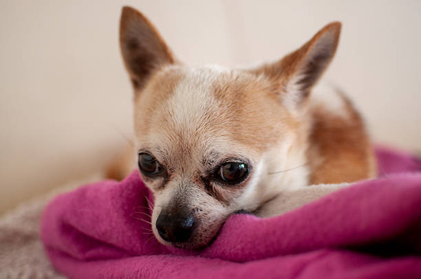 istock Deer Head Chihuahua Lying Comfortably on Pink Blanket 2207074259