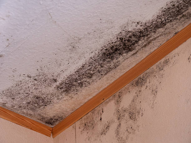 istock Mold Infestation in Ceiling Corners of Room 2207074342