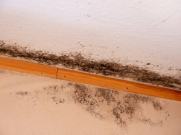 istock Mold Growth Accumulated in Ceiling Corner Area 2207074354