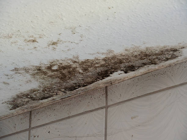 istock Mold Growth on Ceiling in Damp Indoor Space 2207074378