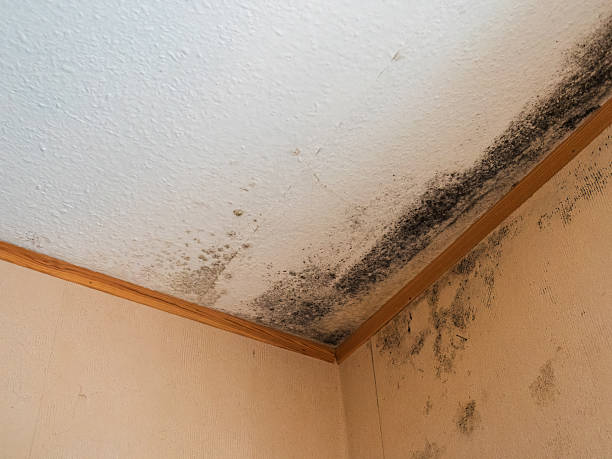 istock Mold Growth on White Ceiling Corner with Warm-Colored Walls 2207074398