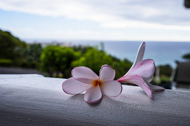 A delicate plumeria flower held in hand, set against the lush green landscape of a Hawaiian golf course with the vast Pacific Ocean in the background. This image captures the serenity and tropical beauty of golfing in paradise, where nature and leisure blend harmoniously. The soft-focus effect enhances the dreamy, relaxing atmosphere of this island retreat.
