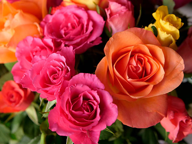 istock Pink Rosa Rose Flower Bunch 2207077705