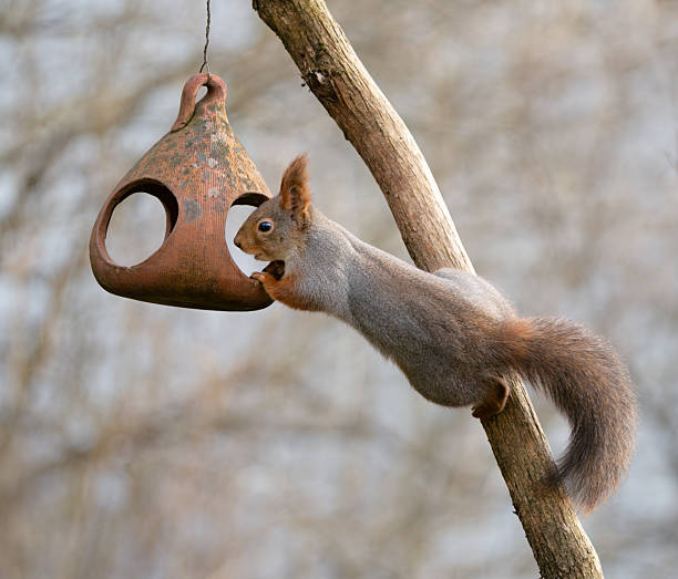 istock Squirrel on a bird feeder, Oslo Norway 2207078299