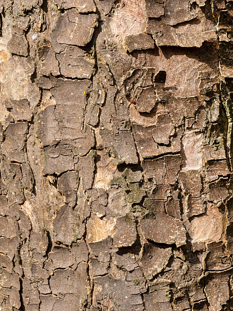 istock Natural Abstract Wood Texture Background for Design 2207078313