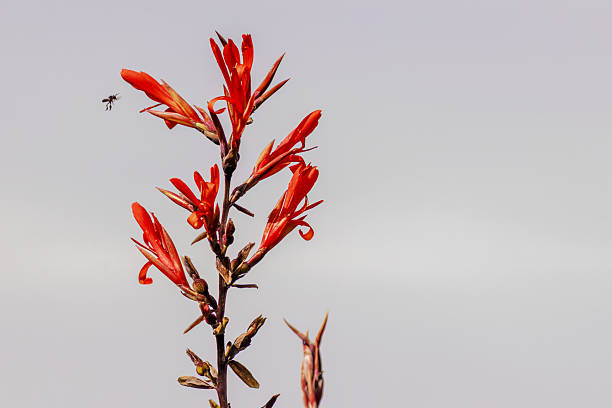 A black wasp approaching an Indian shot flower, against a morning clear sky, in a farm in the eastern Andean mountains of central Colombia.