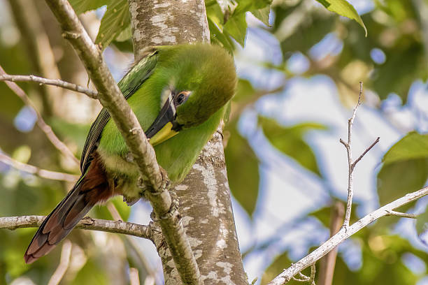 An exotic white-throated toucanet perched on a alder tree branch early in the morning, in a forest in the eastern Andean mountains of central Colombia.