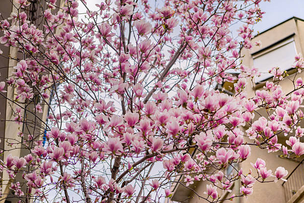 istock Magnolia tree in lush spring bloom with soft pink petals and building background. Concept of elegance, seasonal renewal and urban garden harmony 2207079399