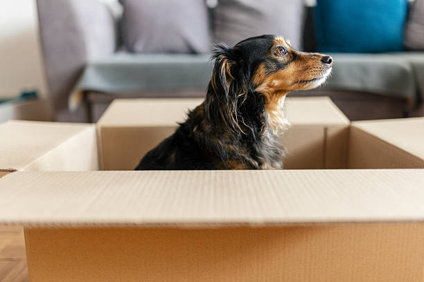 istock Mixed-breed dog inside the cardboard box 2207079487