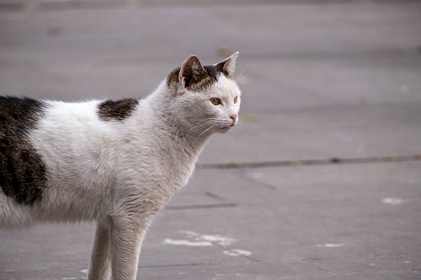 Portrait of a stray cat