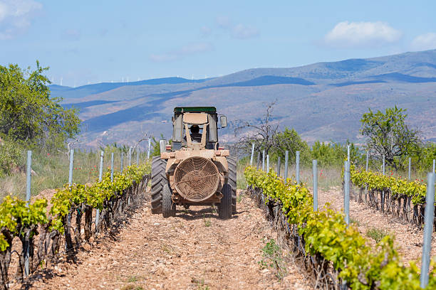 Vine grower with a tractor working to control weeds, insects and vine pests