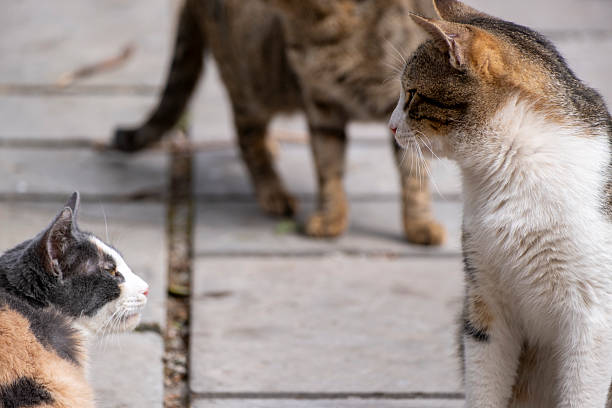 istock Portrait of a stray cat 2207080319