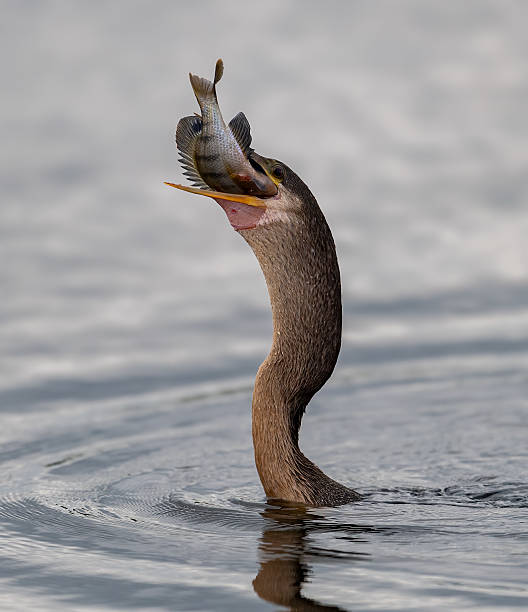 istock Anhinga Portrait in Florida 2207082518