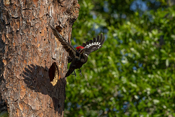 istock Pileated Woodpecker Portrait 2207082837