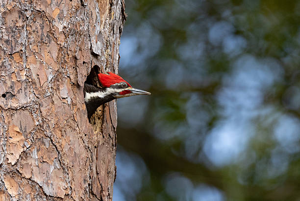 istock Pileated Woodpecker Portrait 2207083237