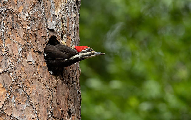 istock Pileated Woodpecker Portrait 2207083269