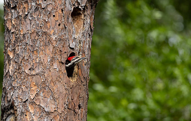 istock Pileated Woodpecker Portrait 2207083288