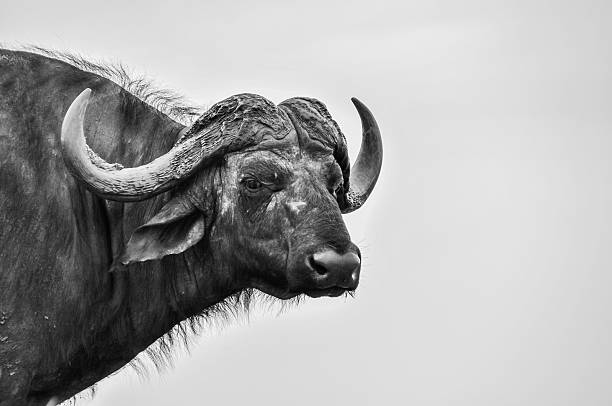 istock Headshot of a Cape Buffalo. 2207084916