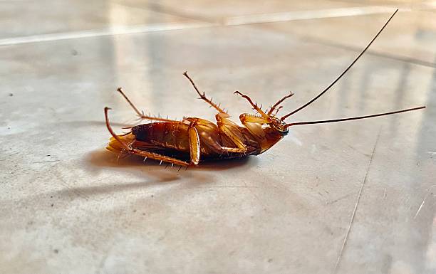 istock close-up of a dead cockroach lying on its back on a tiled floor 2207089108