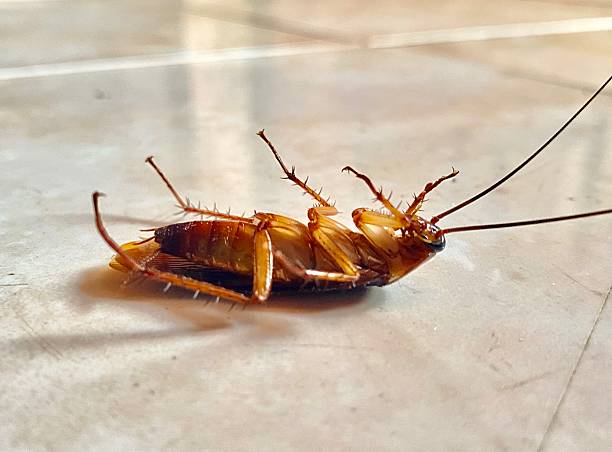istock close-up of a dead cockroach lying on its back on a tiled floor 2207089110