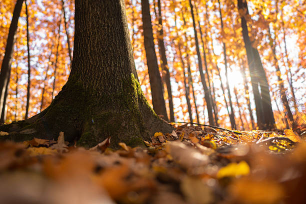 Low angle view of old tree in vibrant autumn forest with carpet of fallen leaves, illuminated by soft light at sunset. Beauty in nature.