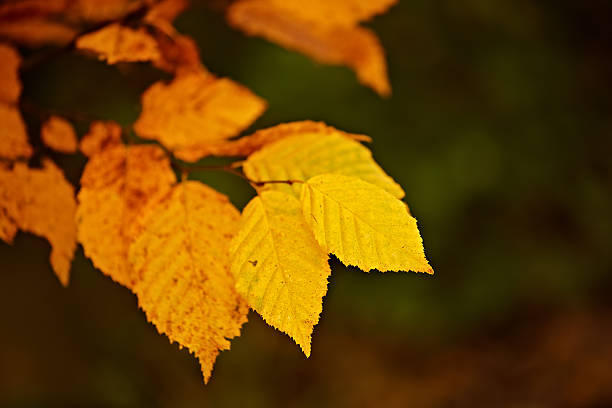 Vivid yellow and orange leaves adorn a branch, signaling the essence of autumn. Background details fade into a soft blur, contrasting sharply with the sharp texture and warmth of the leaves close up.
