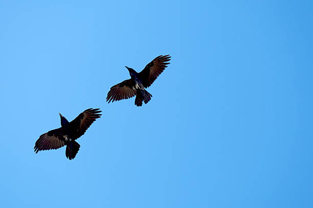 Two dark ravens gracefully soar across a clear, vibrant blue sky. The birds are silhouetted by the sunlight, creating a vivid contrast. Captured on the scenic island of Majorca, Spain.