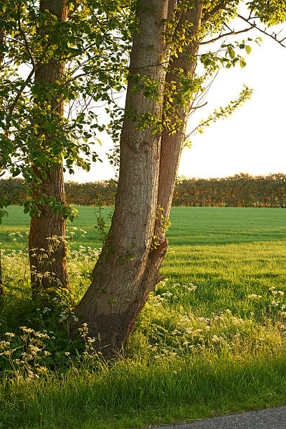 istock Serene Landscape Featuring a Tree with Bright Green Foliage in a Rural Field at Sunset 2207090859