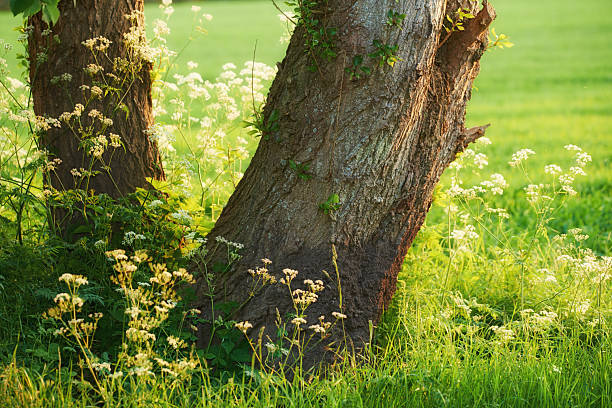 istock Serene nature scene with trees surrounded by wildflowers in morning sunlight 2207090867