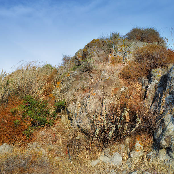 A serene view of a rocky hillside adorned with dry shrubs and grasses, showcasing the natural beauty of Turkey's landscapes under a clear blue sky. Perfect for representing outdoor and nature's tranquility.