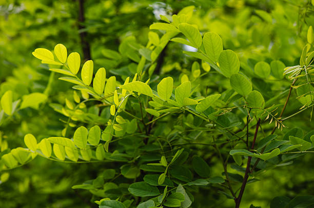 istock Fresh green foliage of black locust tree in spring 2207091157
