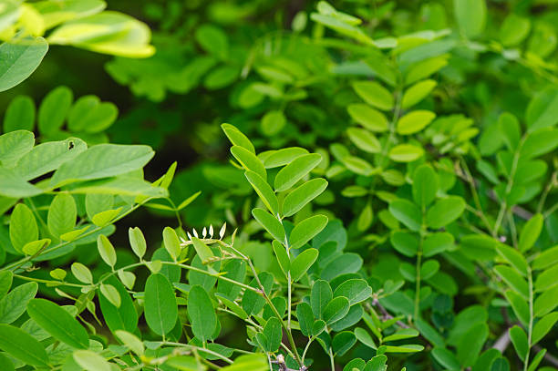 istock Fresh green foliage of black locust tree in spring 2207091164