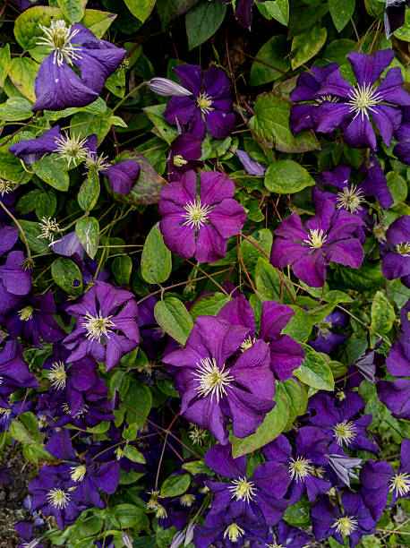 istock Italian leather flower, purple clematis, or virgin's bower (Clematis viticella) 2207100547