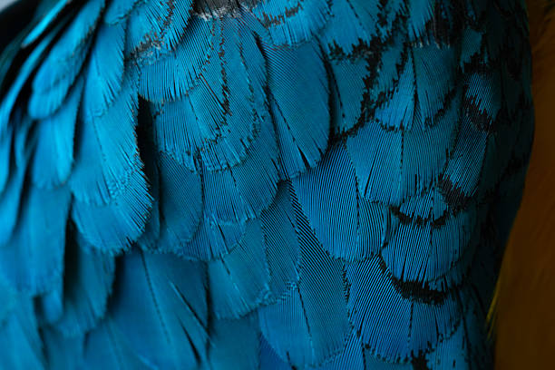 Close-up Peacocks, colorful details and beautiful peacock feathers.