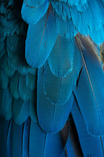 istock Close-up Peacocks, colorful details and beautiful peacock feathers. 2207101996